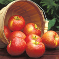  Honeycrisp&trade; Standard Apple