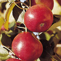  Freedom Dwarf Apple
