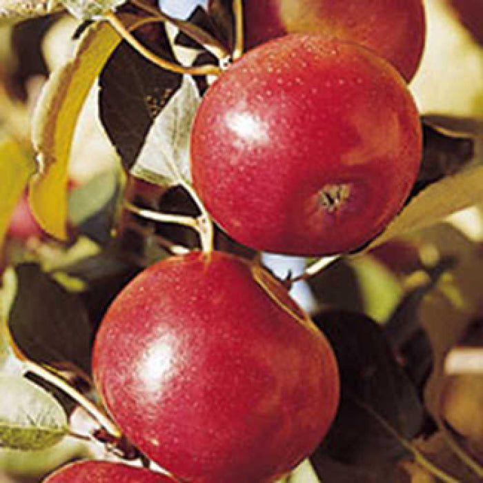  Freedom Dwarf Apple