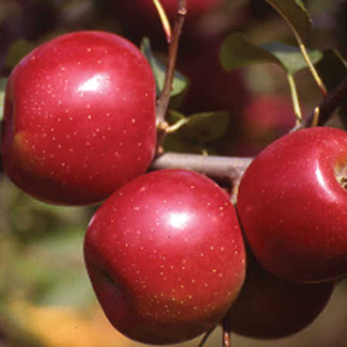  Enterprise Dwarf Apple