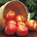  Honeycrisp&trade; Dwarf Apple