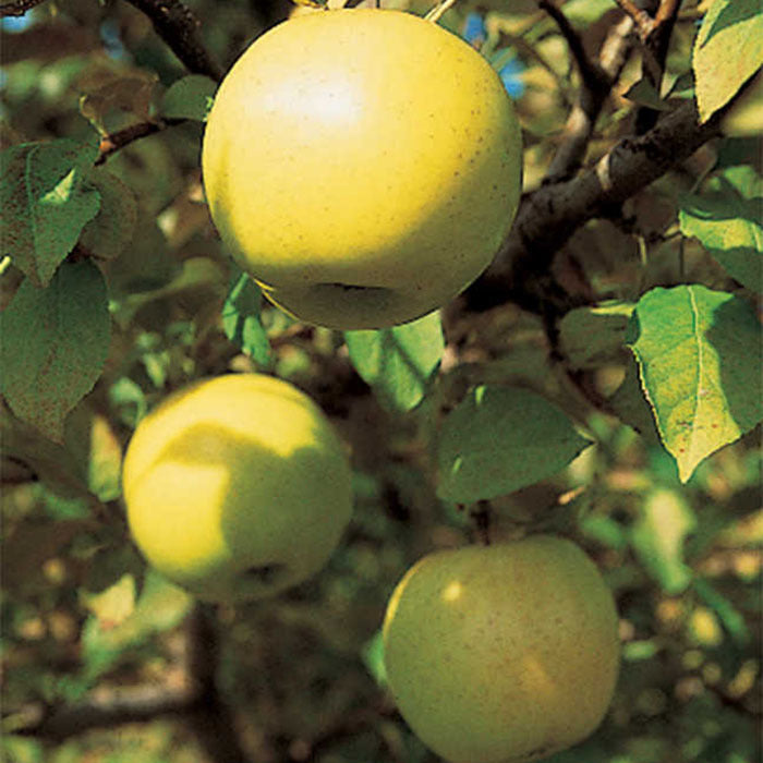  Honeygold Dwarf Apple