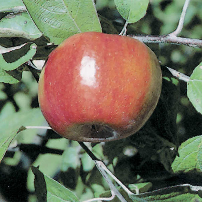  Liberty Dwarf Apple