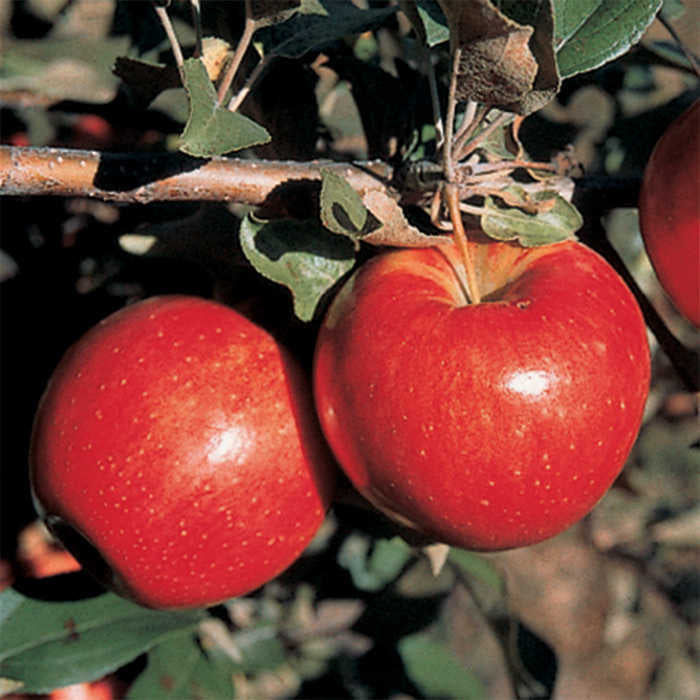  Sweet Sixteen Dwarf Apple