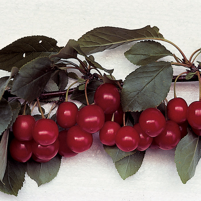  Meteor Hardy Semi Dwarf Pie Cherry