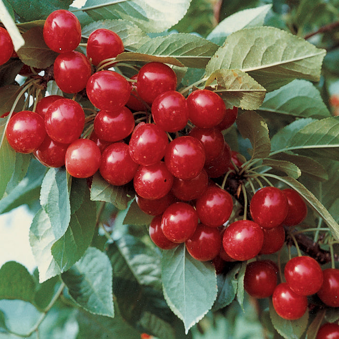  North Star Hardy Dwarf Pie Cherry