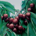  BlackGold&trade;/ WhiteGold&reg; Sweet Cherry Offer
