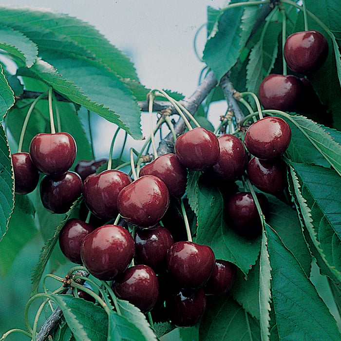  BlackGold&trade;/ WhiteGold&reg; Sweet Cherry Offer