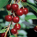  Danube&trade; Red Juice Cherry
