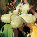  Prolific Pawpaw