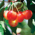  WhiteGold&reg; Standard Sweet Cherry