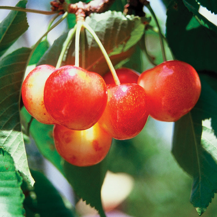  WhiteGold&reg; Standard Sweet Cherry