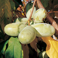  Prolific And Seedling Pawpaw Offer