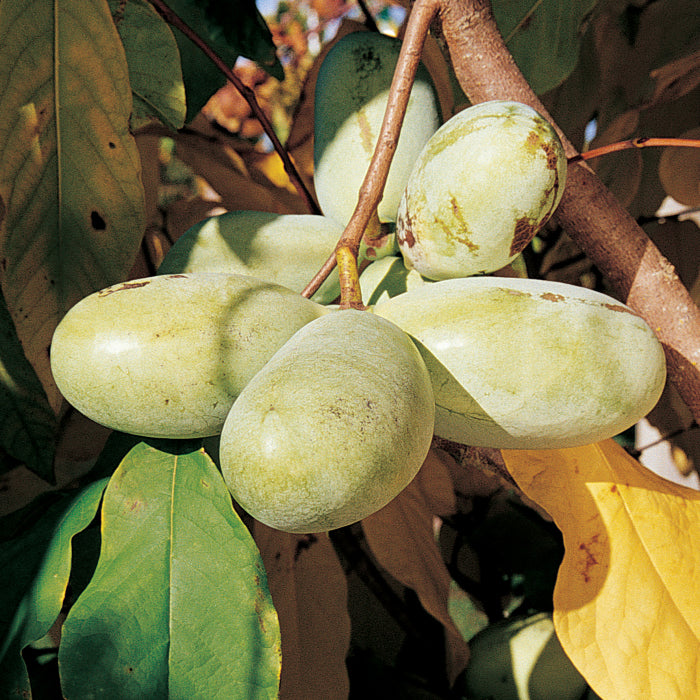  Prolific And Seedling Pawpaw Offer