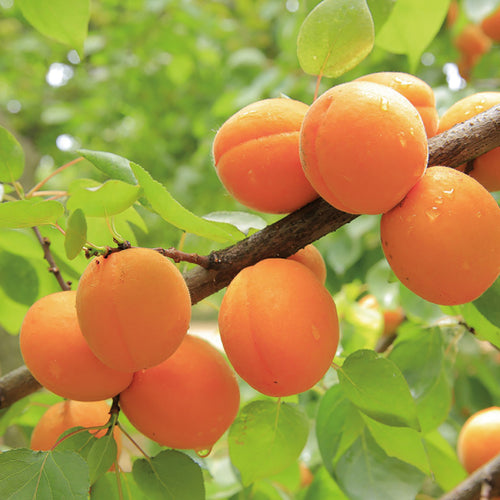  Apricot Offer