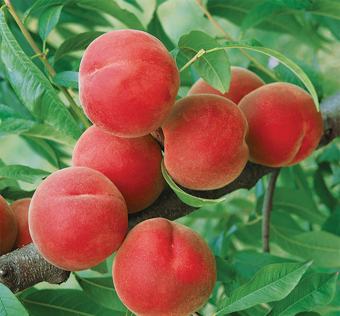  Contender Standard Peach