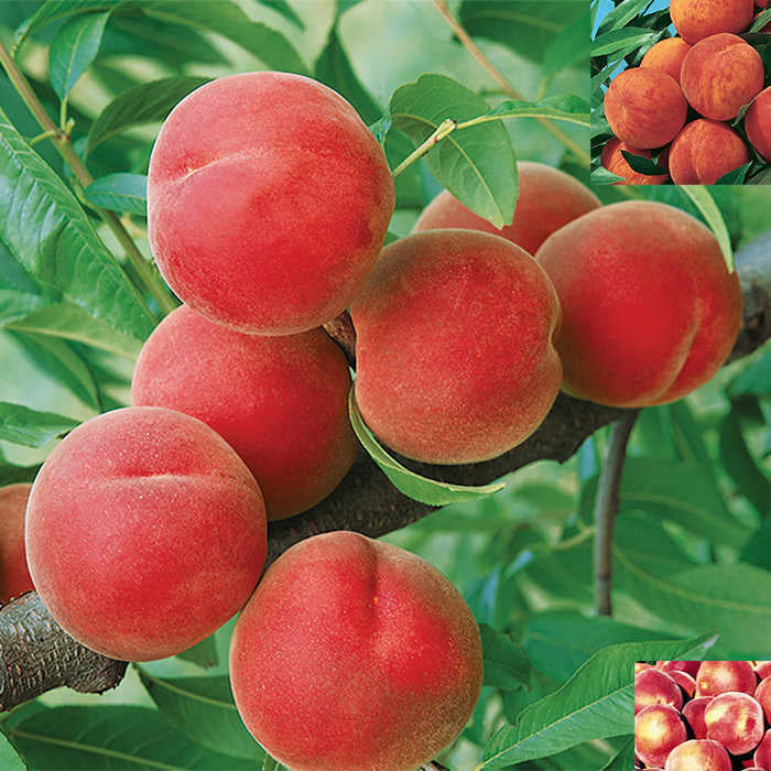  Hardy Peach Tree Offer