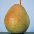  Flemish Beauty Dwarf Pear