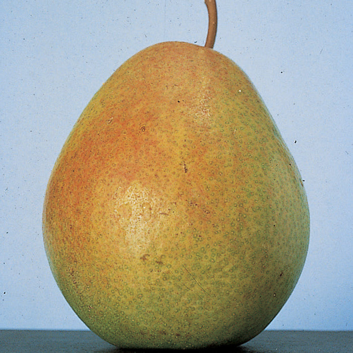  Flemish Beauty Dwarf Pear