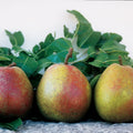  Dwarf Pears For The North #2