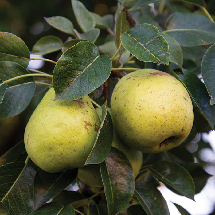  Jung's Hardy Wisconsin Dwarf Pear