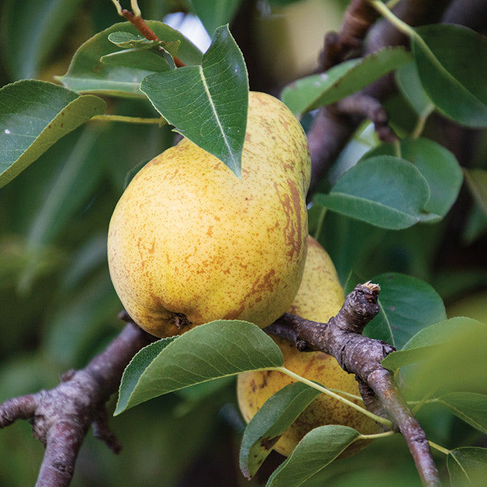  Karl's Favorite Dwarf Pear