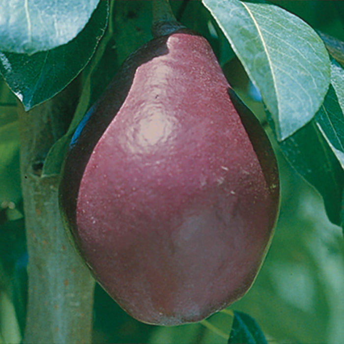  Red Clapp's Favorite Dwarf Pear