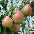  Seckel Dwarf Pear