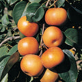  Chojuro Pear