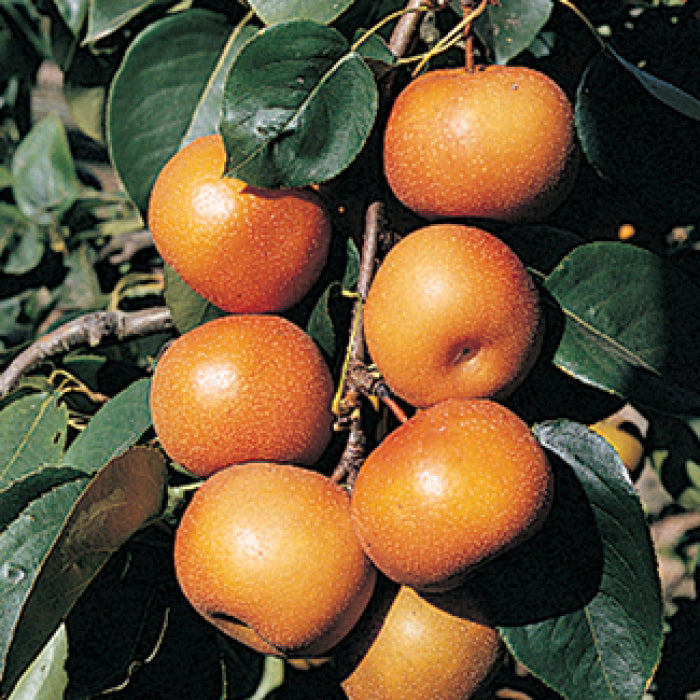  Chojuro Pear