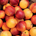  Hardired Nectarine