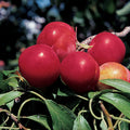  Pipestone Dwarf Hardy Plum