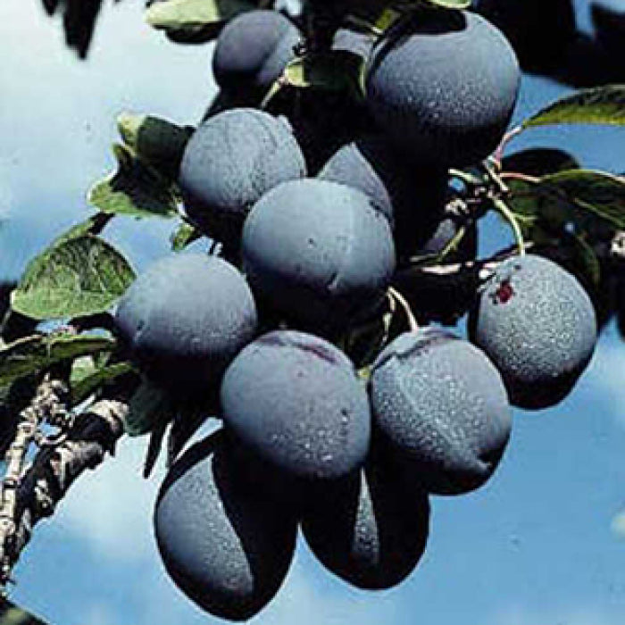  Mount Royal Hardy Dwarf Plum