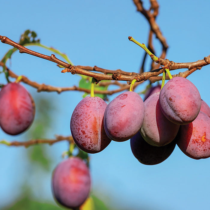  Waneta Plum
