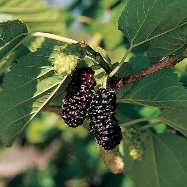  Illinois Everbearing Mulberry