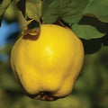  Kuganskaya Russian Quince