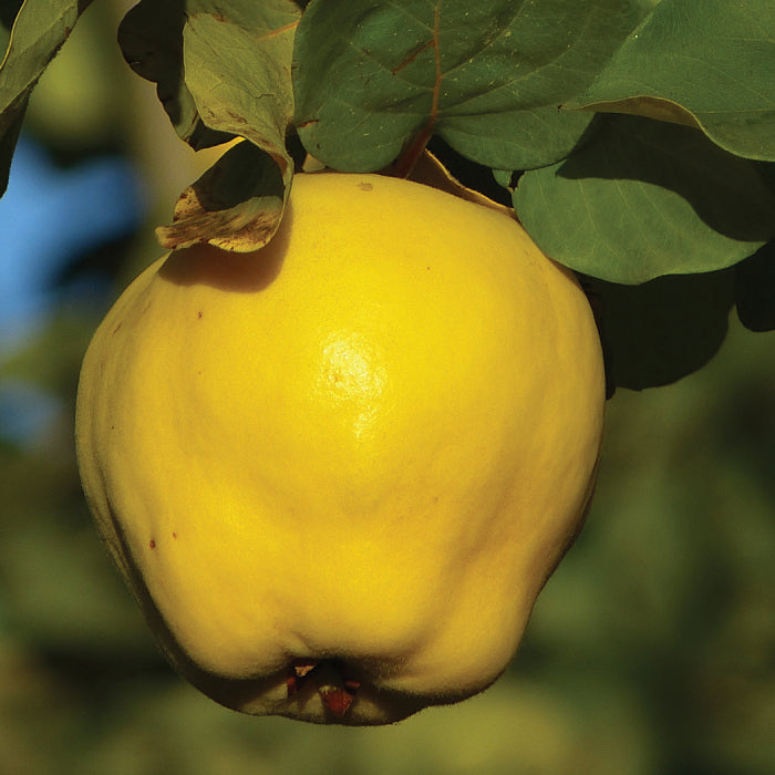  Kuganskaya Russian Quince