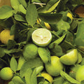  Bearss Lime Tree