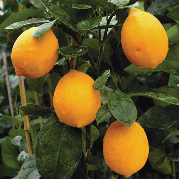  Improved Meyer Lemon