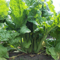  Lucullus Swiss Chard