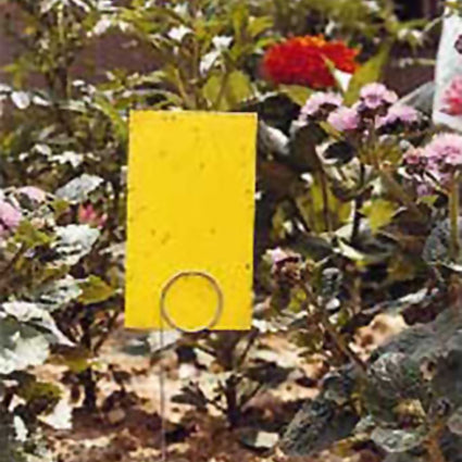  Insect Trap Offer