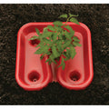  Red Tomato Tray (3 Trays)