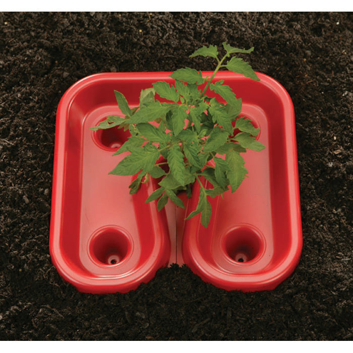  Red Tomato Tray (3 Trays)