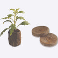  Extra Depth Jiffy-7&reg; Plant Starters