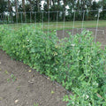 Cucumber And Pea Fence