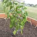  Pepper/Eggplant Supports