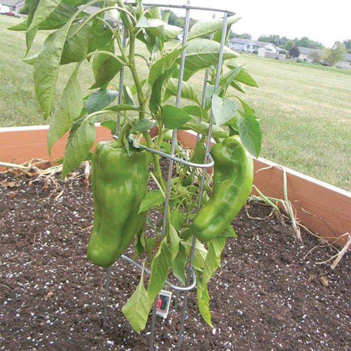  Pepper/Eggplant Supports
