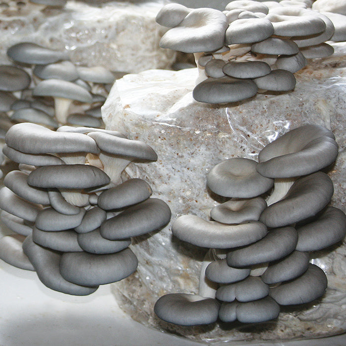  Tabletop Farm&trade; Oyster Mushroom Kit