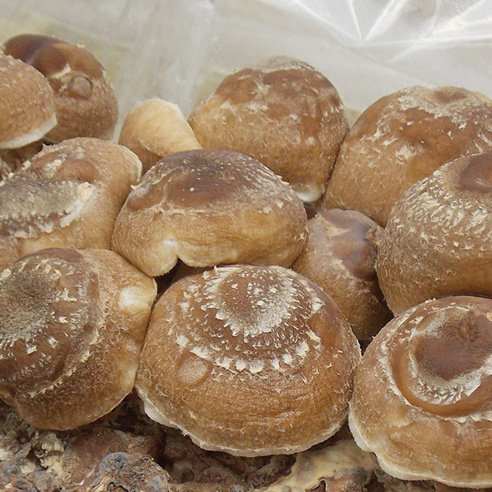  Table Top Farm&trade; Shiitake Mushroom Kit