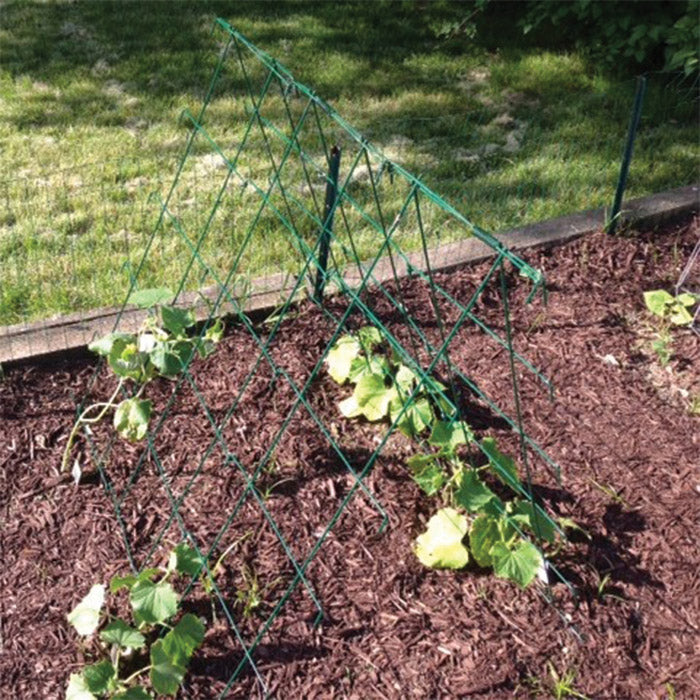  A-Frame Cucumber Trellis